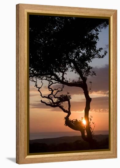 Sunset over the Atlantic, Wooda Farm Near Bude, Cornwall, UK-Natalie Tepper-Framed Stretched Canvas