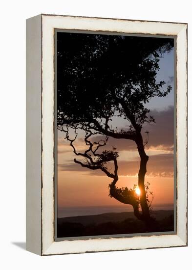 Sunset over the Atlantic, Wooda Farm Near Bude, Cornwall, UK-Natalie Tepper-Framed Stretched Canvas