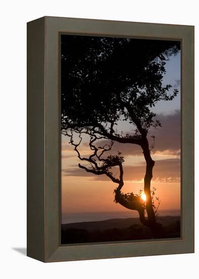 Sunset over the Atlantic, Wooda Farm Near Bude, Cornwall, UK-Natalie Tepper-Framed Stretched Canvas