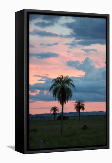 Sunset over the Cerrado Landscape and Palm Trees-Alex Saberi-Framed Premier Image Canvas