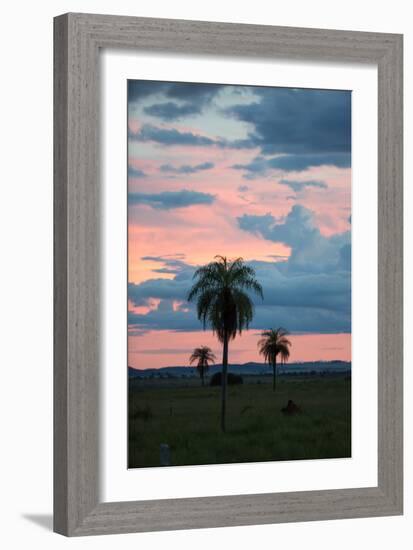 Sunset over the Cerrado Landscape and Palm Trees-Alex Saberi-Framed Photographic Print