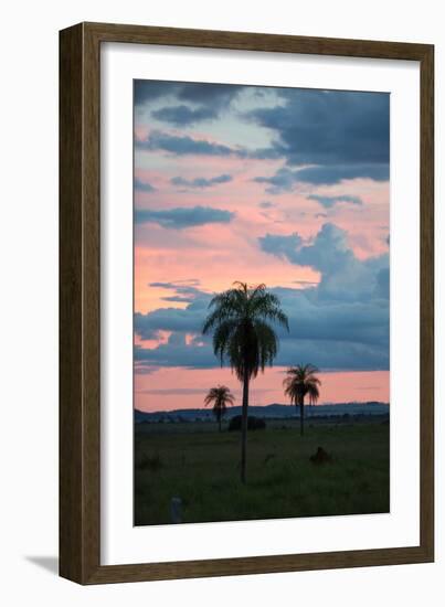 Sunset over the Cerrado Landscape and Palm Trees-Alex Saberi-Framed Photographic Print