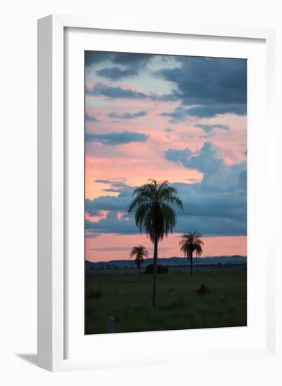 Sunset over the Cerrado Landscape and Palm Trees-Alex Saberi-Framed Photographic Print