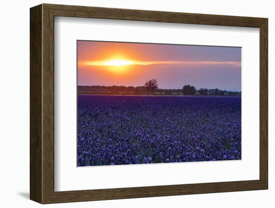 Sunset over the lavender fields in Valensole Plain, Provence, Southern France.-Michele Niles-Framed Photographic Print