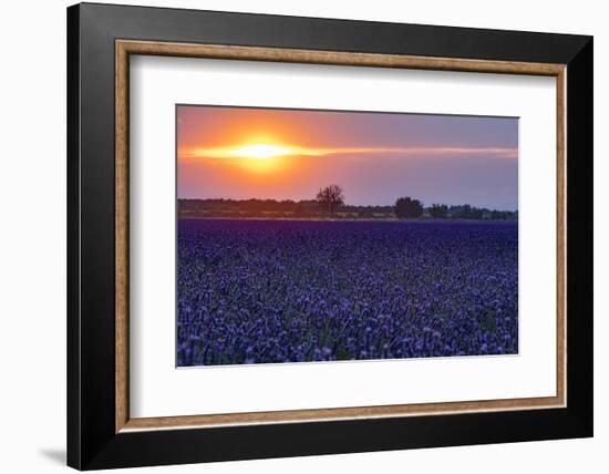 Sunset over the lavender fields in Valensole Plain, Provence, Southern France.-Michele Niles-Framed Photographic Print