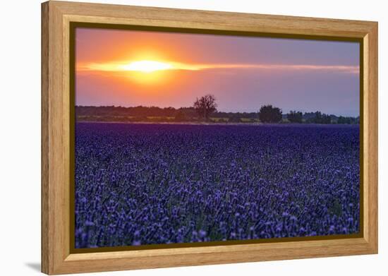 Sunset over the lavender fields in Valensole Plain, Provence, Southern France.-Michele Niles-Framed Premier Image Canvas