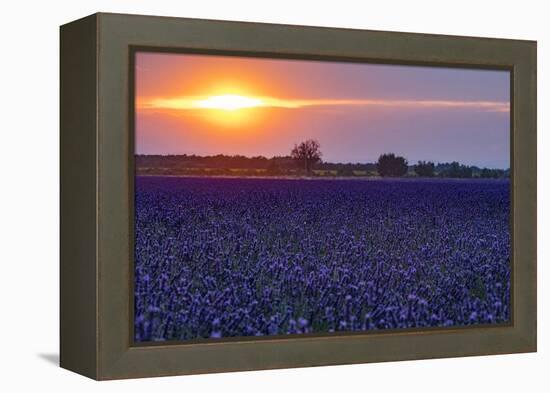 Sunset over the lavender fields in Valensole Plain, Provence, Southern France.-Michele Niles-Framed Premier Image Canvas