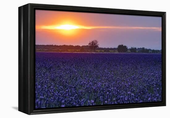 Sunset over the lavender fields in Valensole Plain, Provence, Southern France.-Michele Niles-Framed Premier Image Canvas