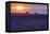 Sunset over the lavender fields in Valensole Plain, Provence, Southern France.-Michele Niles-Framed Premier Image Canvas