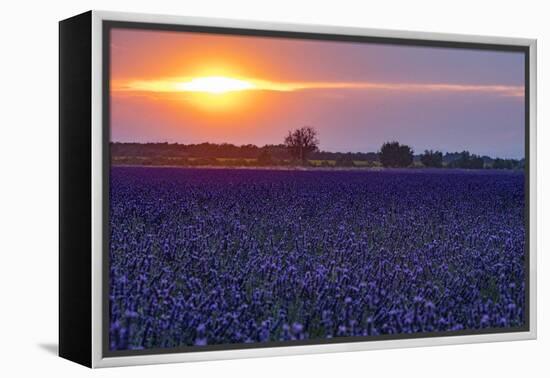 Sunset over the lavender fields in Valensole Plain, Provence, Southern France.-Michele Niles-Framed Premier Image Canvas