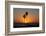 Sunset over the ocean and two palm trees in silhouettte, Dana Point, California-Ethel Davies-Framed Photographic Print