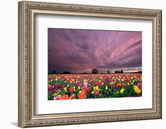 Sunset over Tulip Field-jpldesigns-Framed Photographic Print