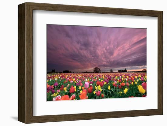 Sunset over Tulip Field-jpldesigns-Framed Photographic Print