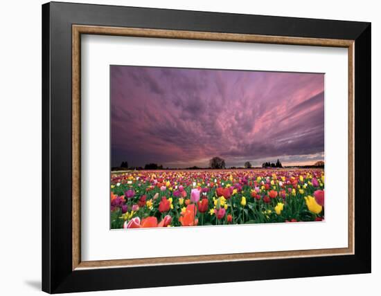 Sunset over Tulip Field-jpldesigns-Framed Photographic Print