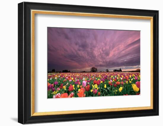 Sunset over Tulip Field-jpldesigns-Framed Photographic Print