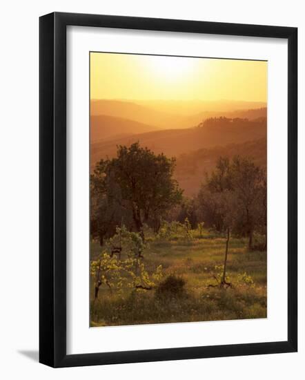 Sunset over Vineyards Near Panzano in Chianti, Chianti, Tuscany, Italy, Europe-Patrick Dieudonne-Framed Photographic Print