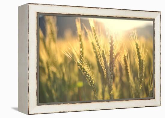 Sunset over Wheat Field-DambrAles-Framed Premier Image Canvas
