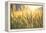 Sunset over Wheat Field-DambrAles-Framed Premier Image Canvas