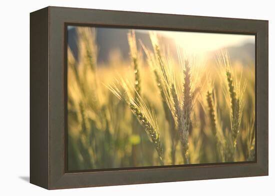 Sunset over Wheat Field-DambrAles-Framed Premier Image Canvas
