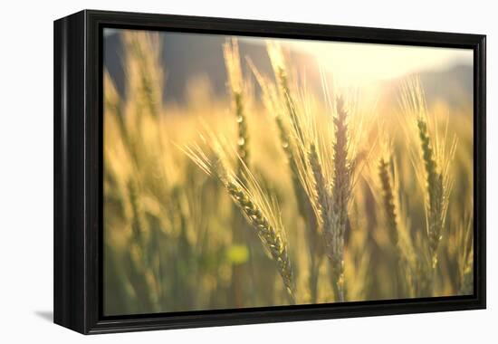 Sunset over Wheat Field-DambrAles-Framed Premier Image Canvas