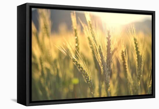 Sunset over Wheat Field-DambrAles-Framed Premier Image Canvas