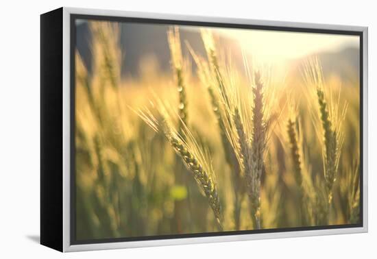 Sunset over Wheat Field-DambrAles-Framed Premier Image Canvas