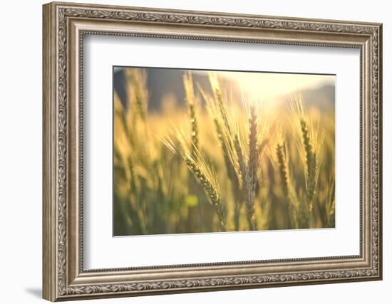 Sunset over Wheat Field-DambrAles-Framed Photographic Print