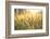 Sunset over Wheat Field-DambrAles-Framed Photographic Print