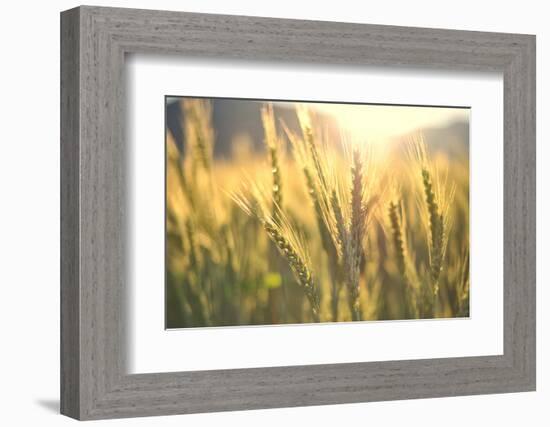 Sunset over Wheat Field-DambrAles-Framed Photographic Print