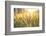 Sunset over Wheat Field-DambrAles-Framed Photographic Print