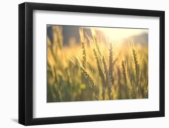 Sunset over Wheat Field-DambrAles-Framed Photographic Print