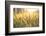 Sunset over Wheat Field-DambrAles-Framed Photographic Print