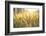 Sunset over Wheat Field-DambrAles-Framed Photographic Print