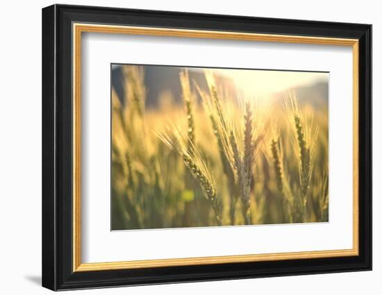 Sunset over Wheat Field-DambrAles-Framed Photographic Print