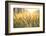 Sunset over Wheat Field-DambrAles-Framed Photographic Print