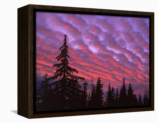 Sunset Painting Clouds Over Forest, Three Sisters Wilderness, Oregon, USA-Steve Terrill-Framed Premier Image Canvas