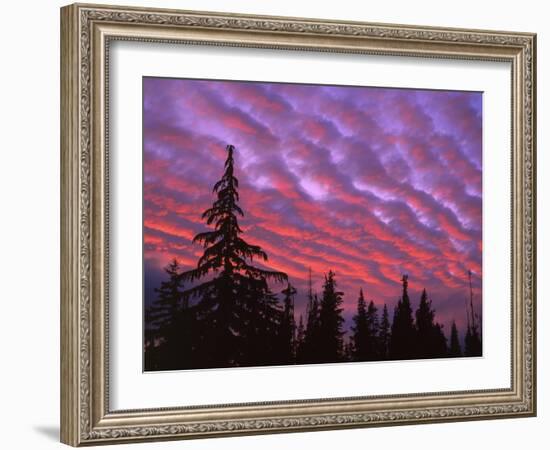 Sunset Painting Clouds Over Forest, Three Sisters Wilderness, Oregon, USA-Steve Terrill-Framed Photographic Print