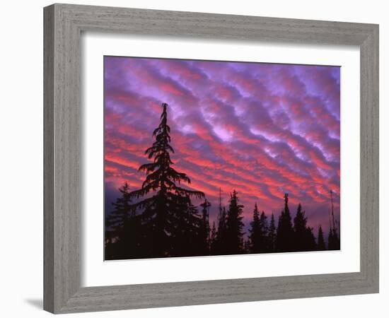 Sunset Painting Clouds Over Forest, Three Sisters Wilderness, Oregon, USA-Steve Terrill-Framed Photographic Print