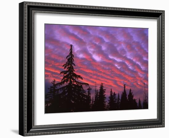 Sunset Painting Clouds Over Forest, Three Sisters Wilderness, Oregon, USA-Steve Terrill-Framed Photographic Print