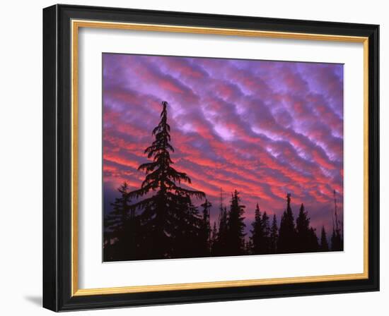 Sunset Painting Clouds Over Forest, Three Sisters Wilderness, Oregon, USA-Steve Terrill-Framed Photographic Print