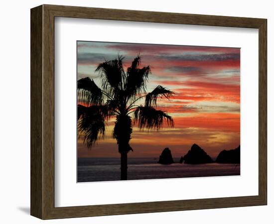 Sunset Palm with Rock Formation, Los Arcos in the Distance, Cabo San Lucas, Baja California, Mexico-Cindy Miller Hopkins-Framed Photographic Print