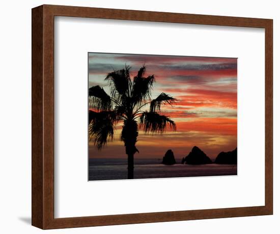 Sunset Palm with Rock Formation, Los Arcos in the Distance, Cabo San Lucas, Baja California, Mexico-Cindy Miller Hopkins-Framed Photographic Print