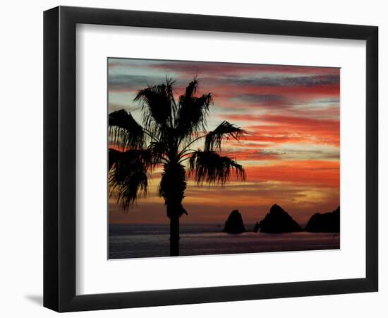 Sunset Palm with Rock Formation, Los Arcos in the Distance, Cabo San Lucas, Baja California, Mexico-Cindy Miller Hopkins-Framed Photographic Print