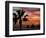 Sunset Palm with Rock Formation, Los Arcos in the Distance, Cabo San Lucas, Baja California, Mexico-Cindy Miller Hopkins-Framed Photographic Print