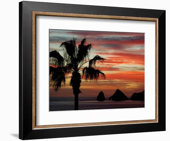 Sunset Palm with Rock Formation, Los Arcos in the Distance, Cabo San Lucas, Baja California, Mexico-Cindy Miller Hopkins-Framed Photographic Print