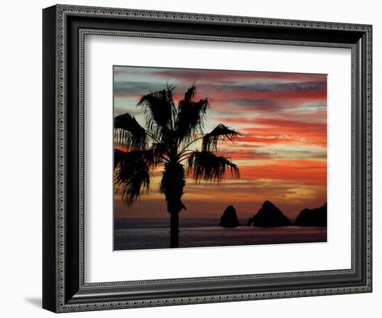 Sunset Palm with Rock Formation, Los Arcos in the Distance, Cabo San Lucas, Baja California, Mexico-Cindy Miller Hopkins-Framed Photographic Print