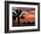 Sunset Palm with Rock Formation, Los Arcos in the Distance, Cabo San Lucas, Baja California, Mexico-Cindy Miller Hopkins-Framed Photographic Print