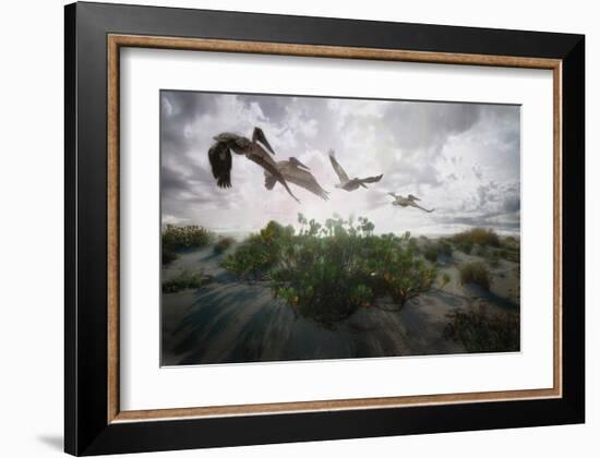 Sunset Pelicans-Steve Hunziker-Framed Art Print