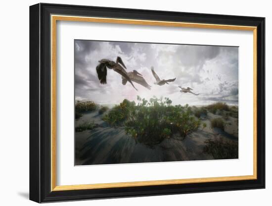 Sunset Pelicans-Steve Hunziker-Framed Art Print