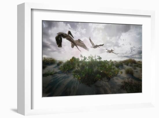 Sunset Pelicans-Steve Hunziker-Framed Art Print